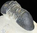 Bargain, Paralejurus Trilobite Fossil - Morocco #53544-3